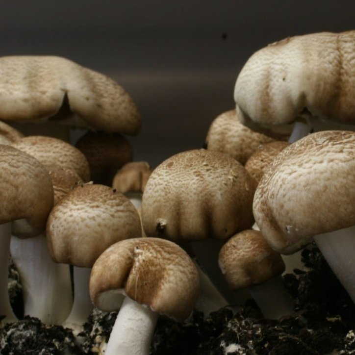 Mandelpilz - MYCOVERSE Foundation