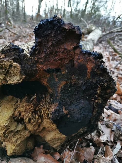 Xanthochrous Obliquus Old Inonotus obliquus - Kabanoanatake - Bai Hua Rong -Clinker Polypore
