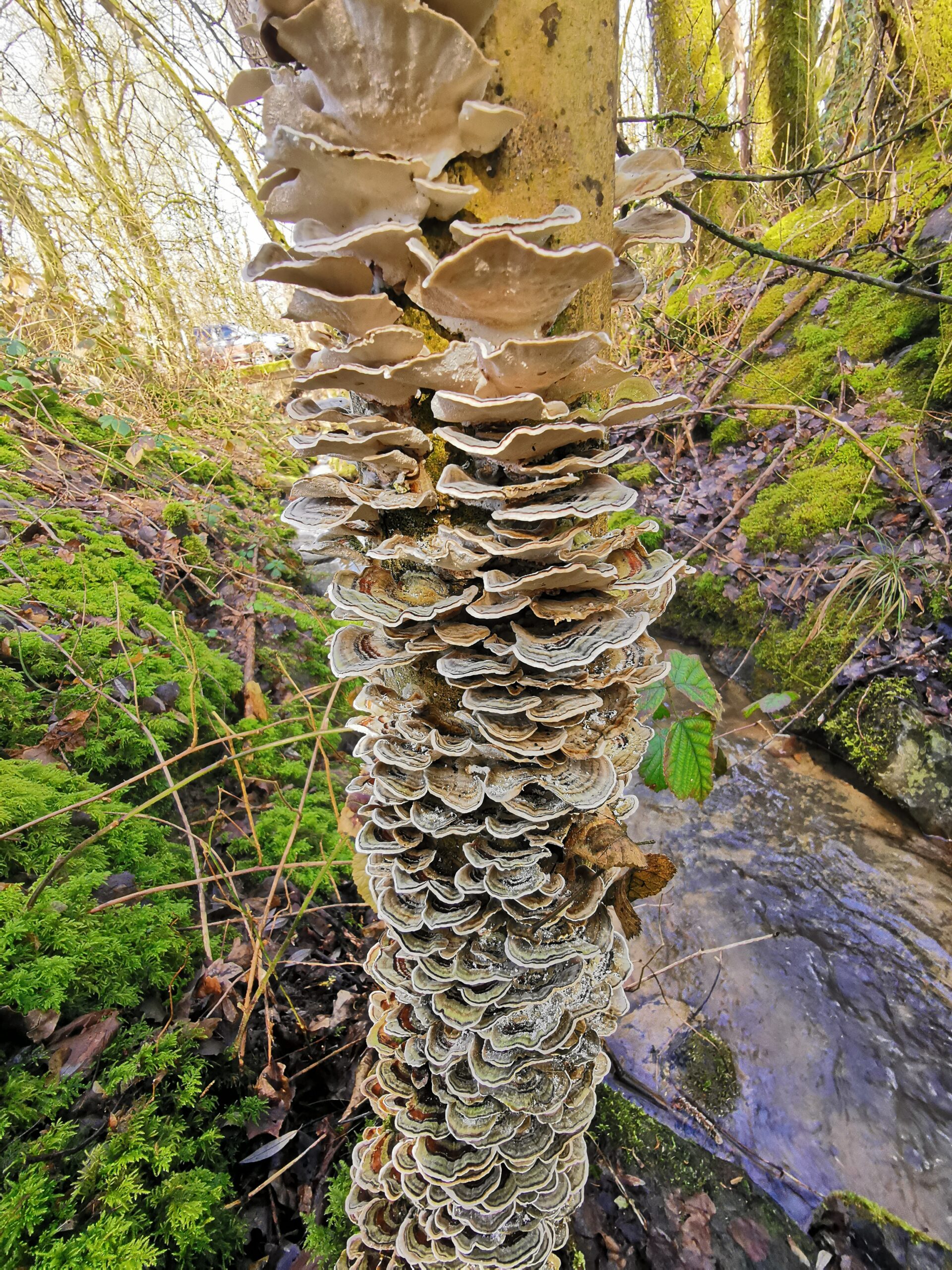 Trametes Versicolor - Turkey Tail, Butterfly Mushroom, Kawaratake