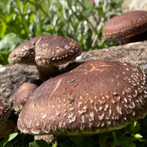 Lentinula Edodes - Lentinus edodes - Xiang Gu