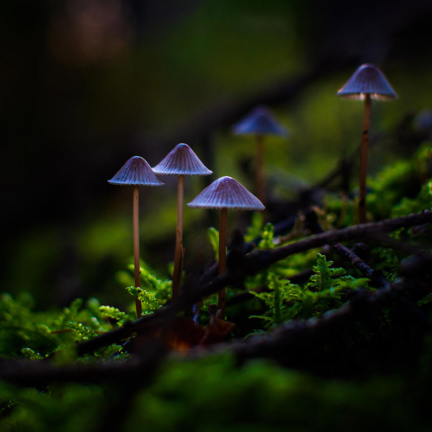 Shrooms - by RLAND