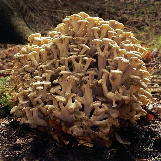 Polyporus Umbellatus – Grifola umbellata - Zhu Ling – Chorei Maitakeorus Umbellatus