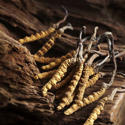 Raupenpilz, Cordyceps Sinensis - MYCOVERSE Foundation
