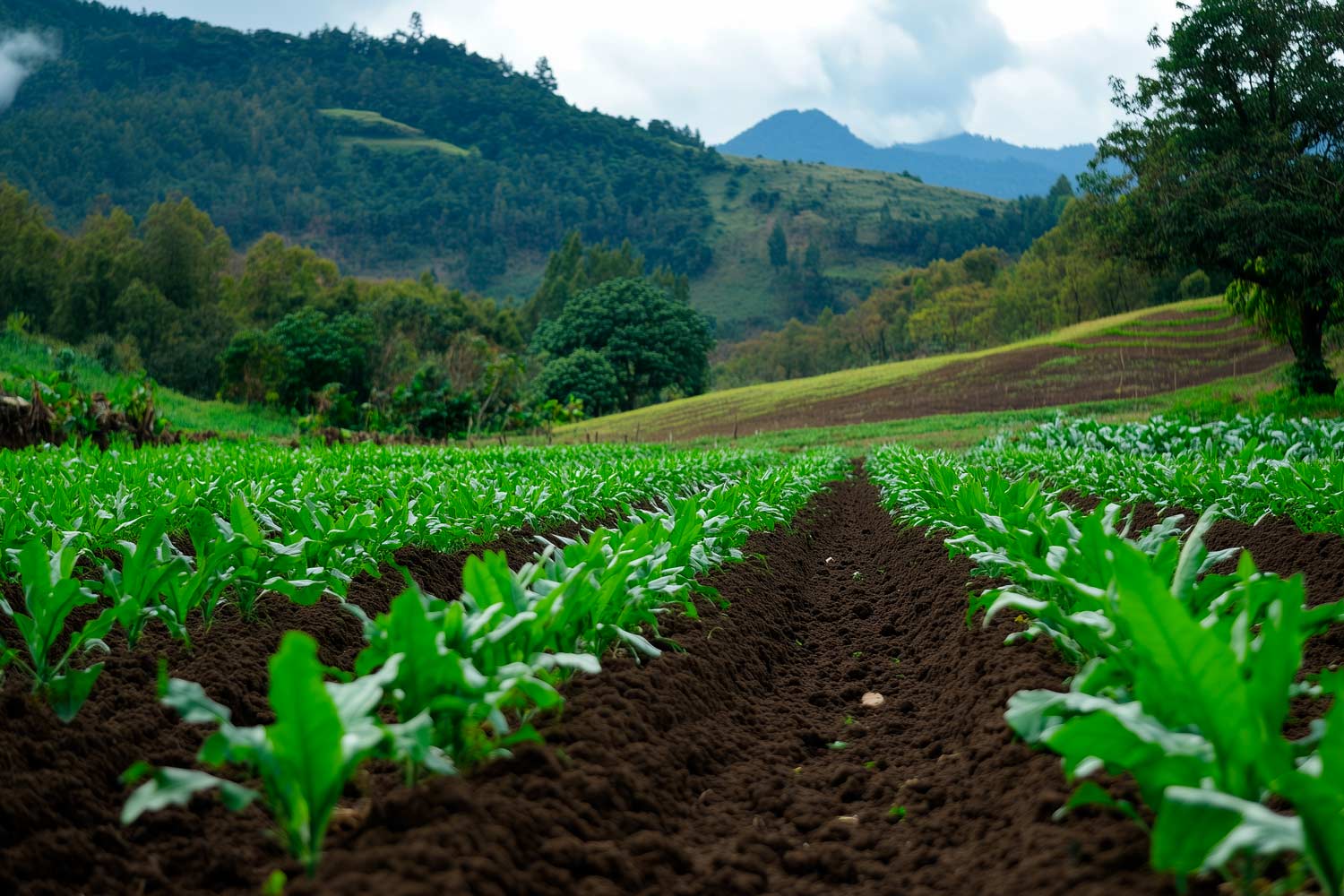 MYCOVERSE Foundation - Landwirtschaft