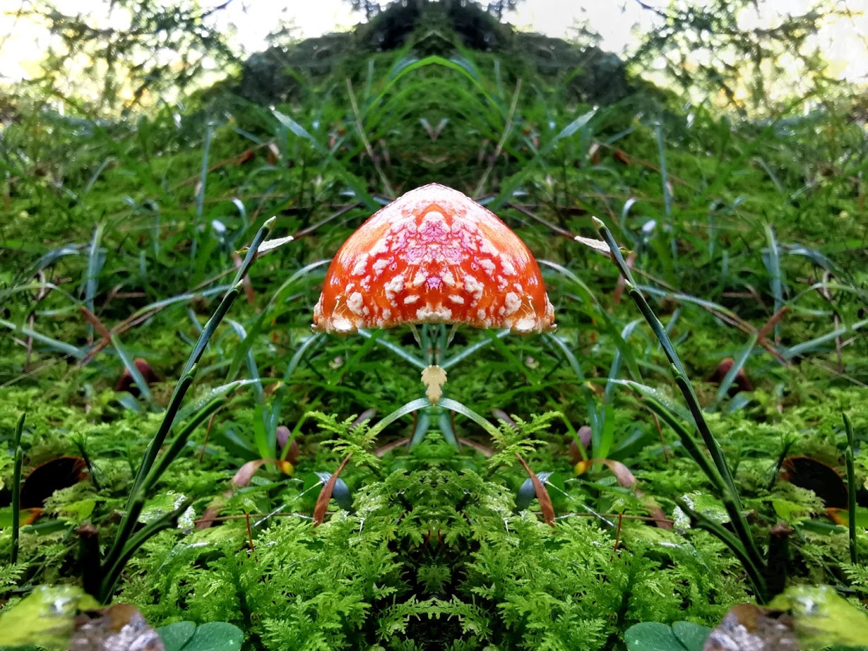 Fliegender Fliegenpilz