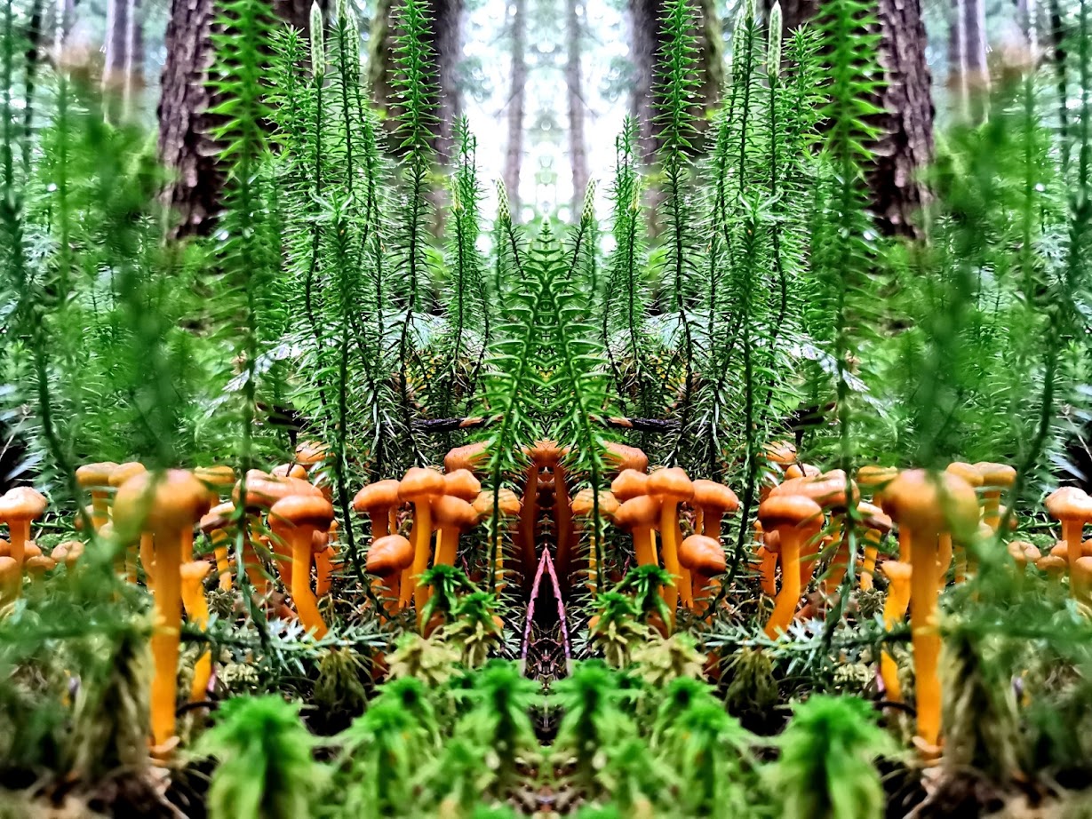 Vernetzung von Natur und den Köpen der Menschen.