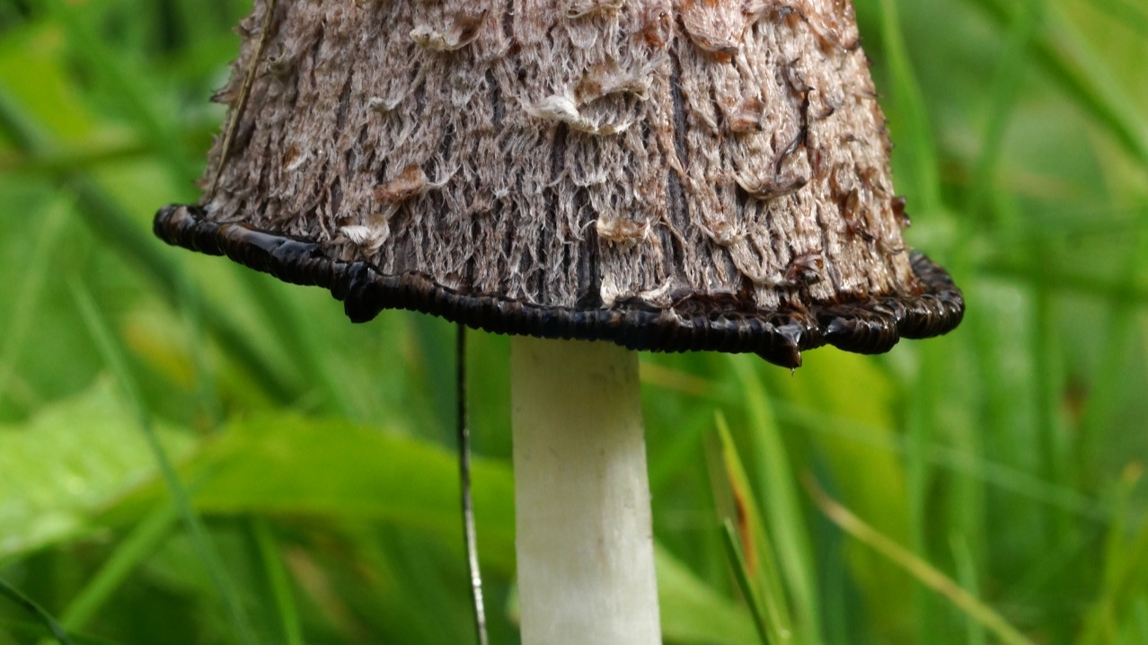 Shaggy Mane