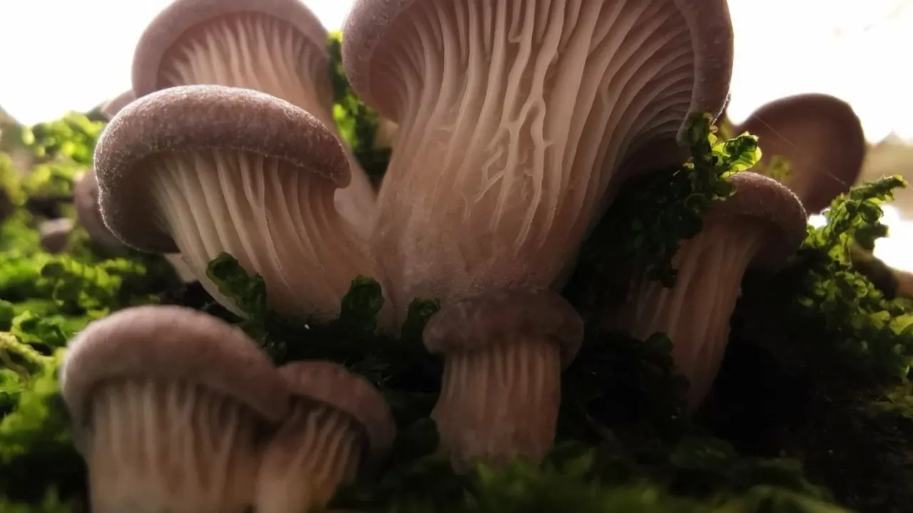 Austernseitling - Pleurotus ostreatus – Oyster Mushroom – Hiratake – Ping Gu