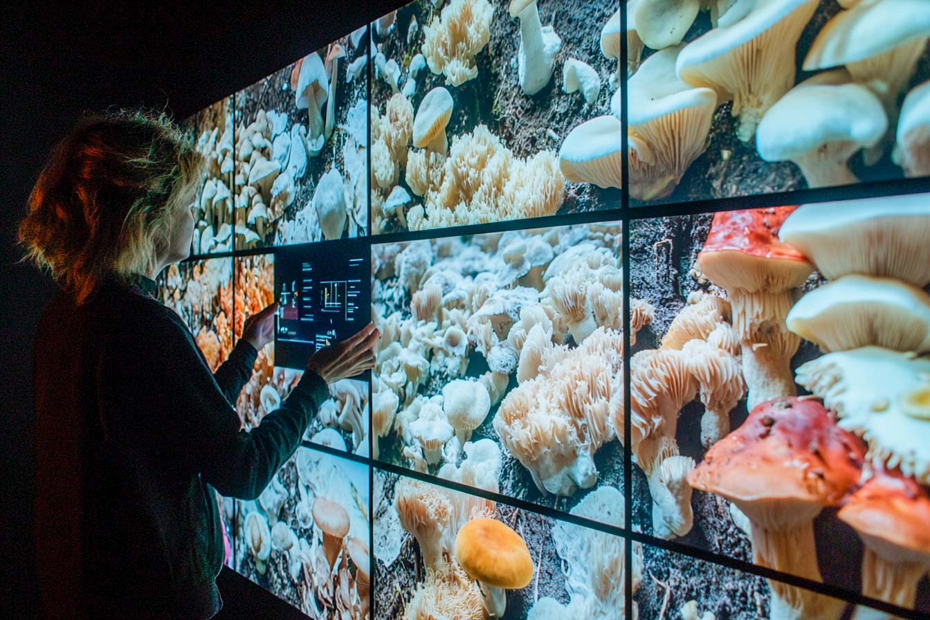 MYCOVERSE Foundation - digitale Bibliothek