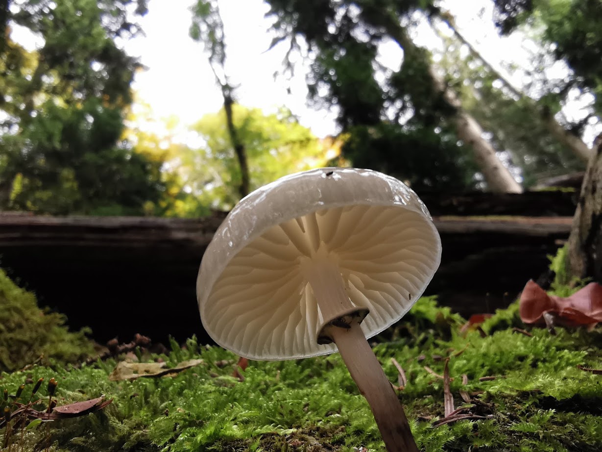 weisser Pilz im Moos