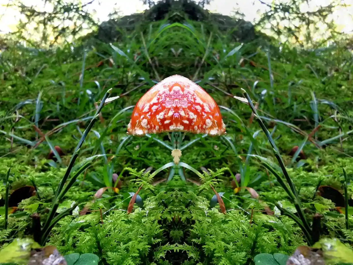 MYCOVERSE Foundation